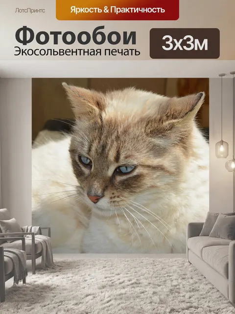 Фотообои Кошка