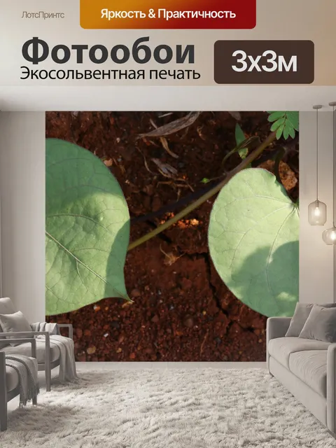 Фотообои Листья
