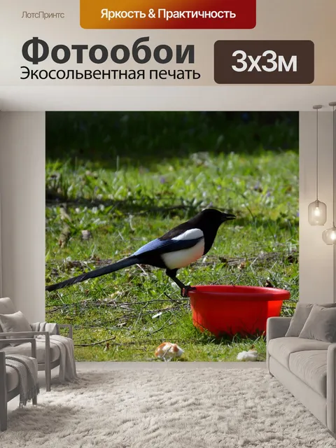 Фотообои Сорока