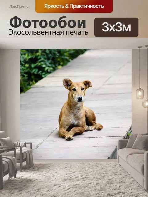 Фотообои Плутать