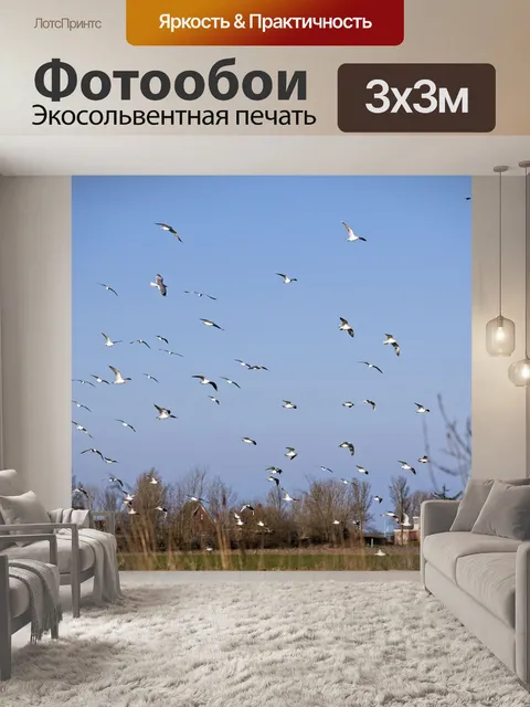 Фотообои Чайка