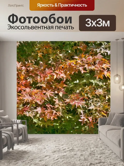 Фотообои Клен