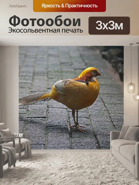 Фотообои золотой фазан на асфальте