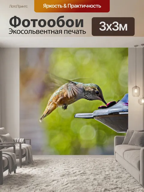 Фотообои Кормление колибри