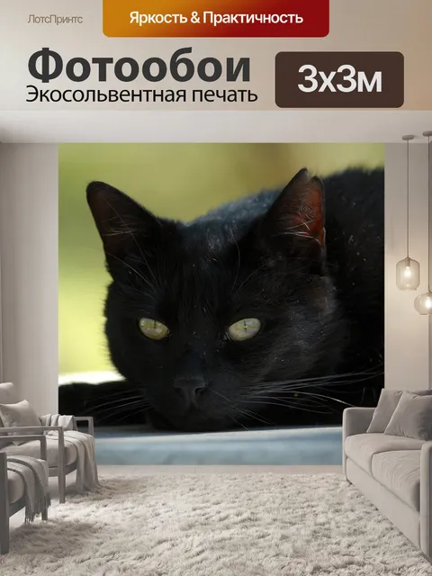 Фотообои Кот