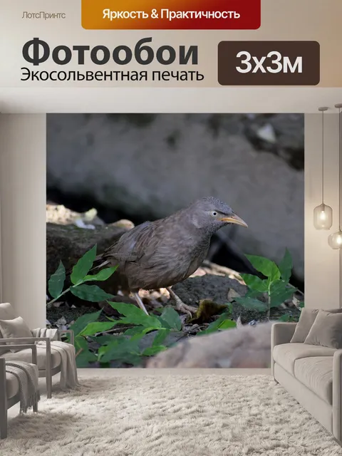 Фотообои Птицы