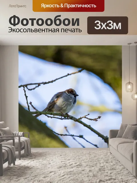 Фотообои Деревенский воробей Прохожий montanus