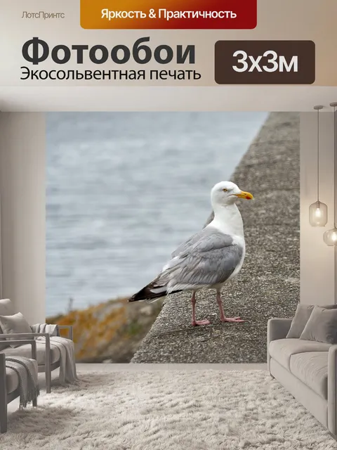 Фотообои Взгляд Чайки