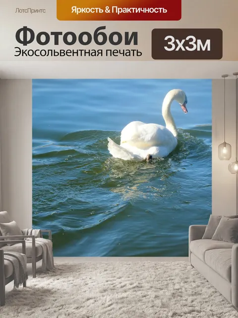 Фотообои Плавательный лебедь