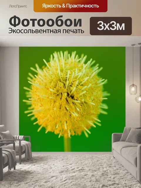 Фотообои Зеленое семя Белый цветок попинака