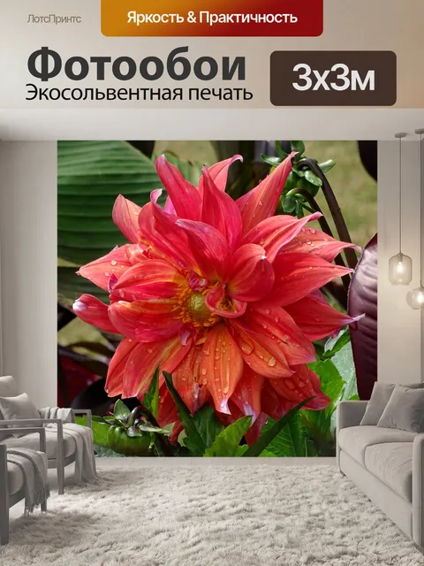 Фотообои Оранжевый цветной цветок с капюшоном