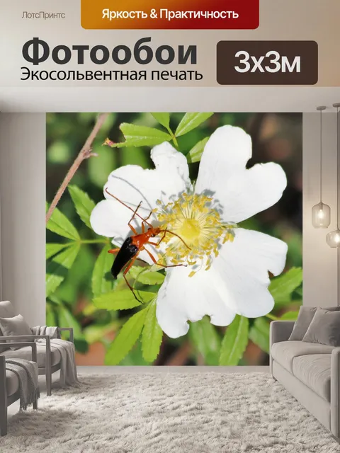 Фотообои Лунхорн-жук на Прейри-Роуз