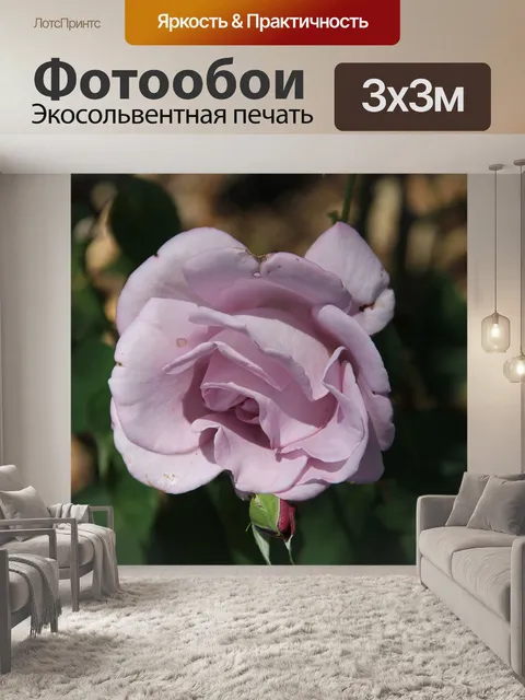 Фотообои Лаванда