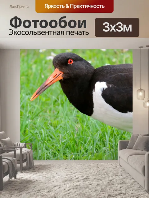Фотообои Кулик-сорока