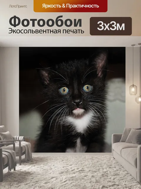 Фотообои Кот