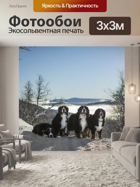 Фотообои Бернские горные собаки