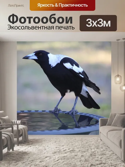 Фотообои Австралийский сорока