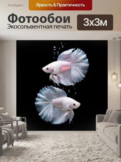Фотообои Две изящные белые рыбы бетта с огромными прозрачными плавниками