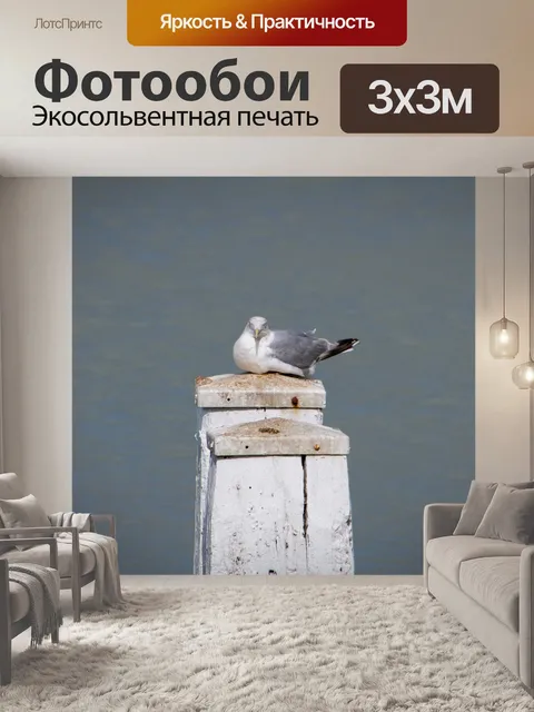 Фотообои Чайка, морская птица, причал