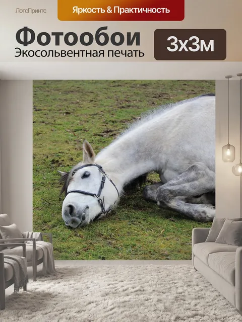 Фотообои Лошадь