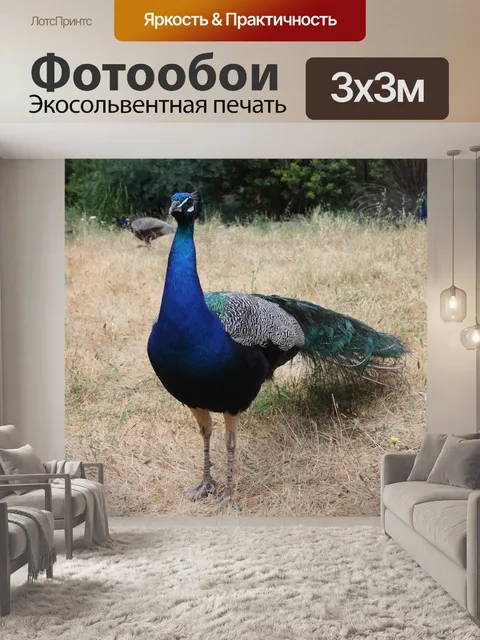 Фотообои Павлин