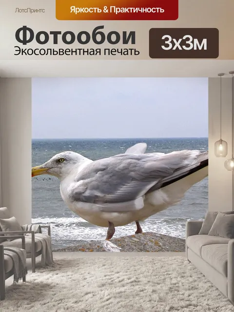 Фотообои Чайка