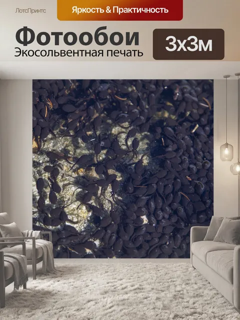 Фотообои Лягушки-головастики в пруду