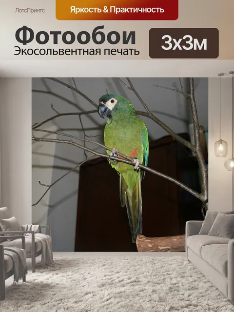 Фотообои Птица