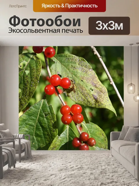 Фотообои Ягоды