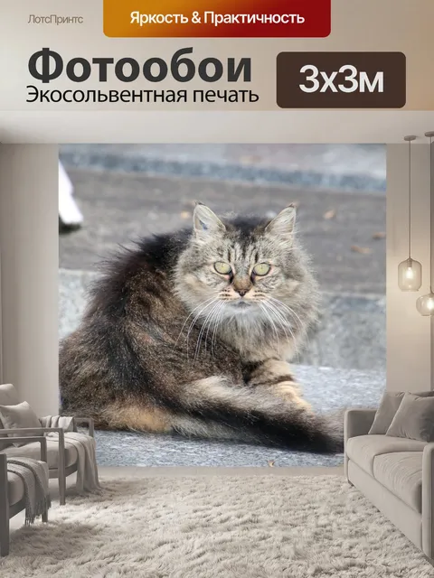 Фотообои Кошки