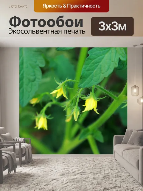 Фотообои Томатный цветы