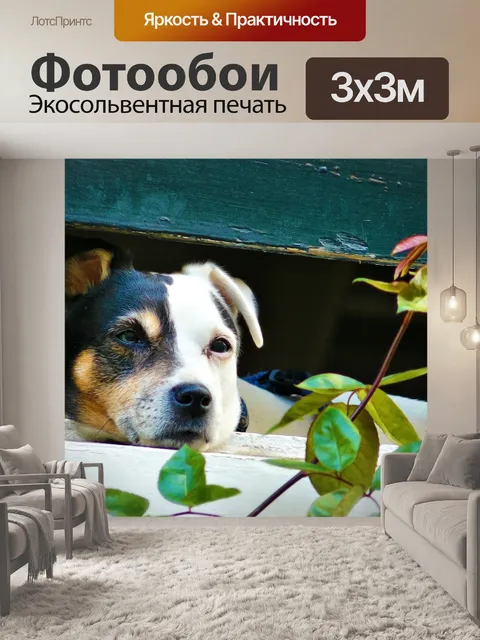 Фотообои Животное