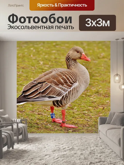 Фотообои Гусь