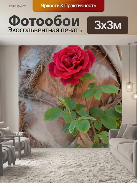 Фотообои Роза