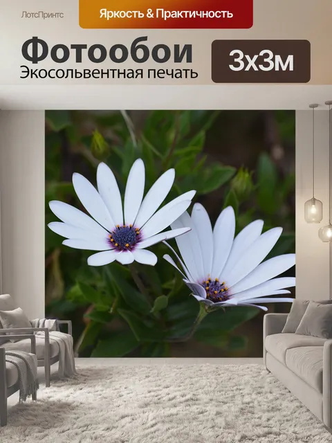 Фотообои Белые ромашки