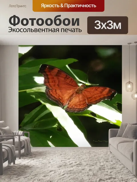 Фотообои Бабочка
