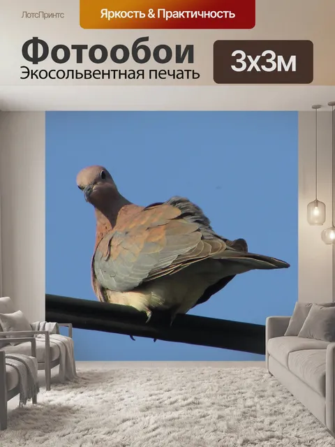 Фотообои Птицы