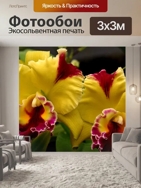 Фотообои Орхидеи