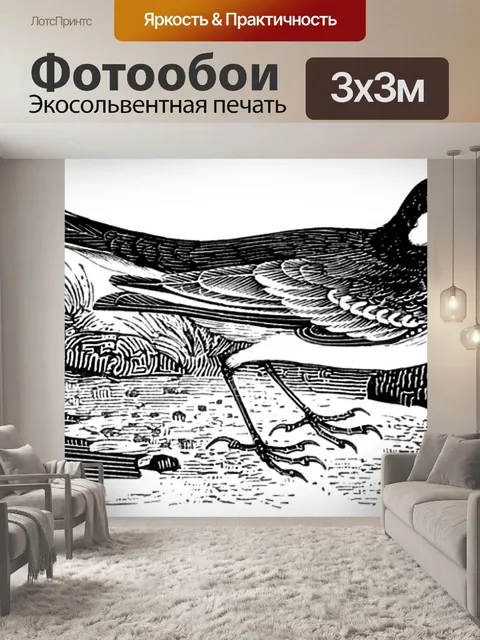 Фотообои Пестрая трясогузка