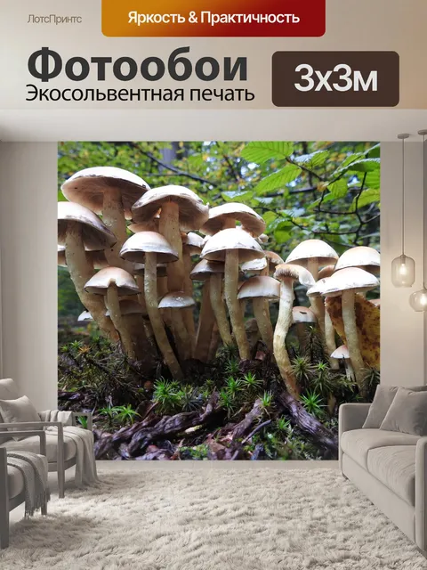 Фотообои Гриб