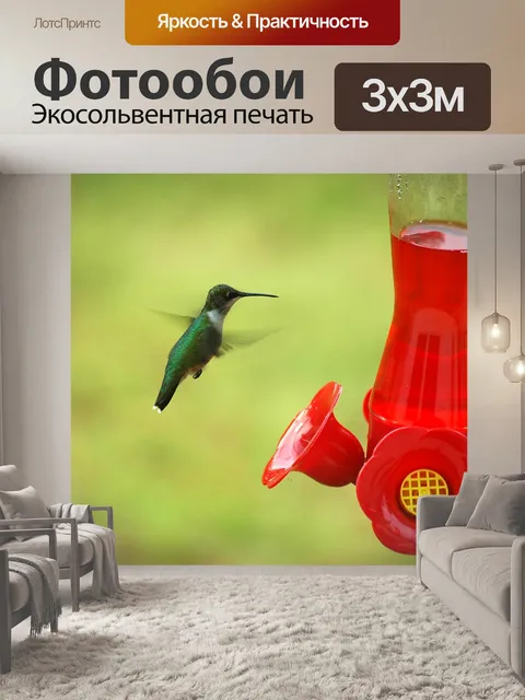 Фотообои Колибри в податчик