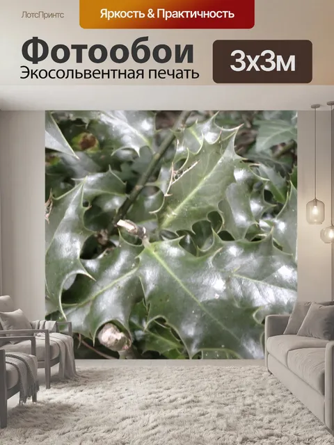 Фотообои Холли листья