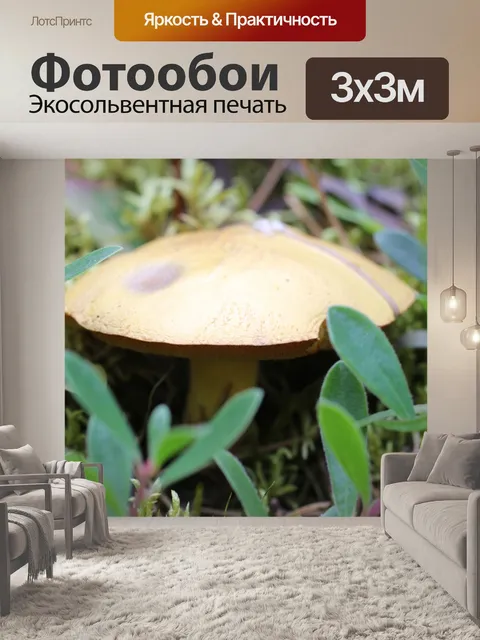 Фотообои Браун лесных грибов Грибы