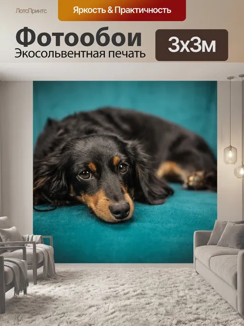 Фотообои Собака