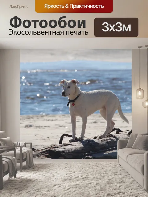 Фотообои Собака