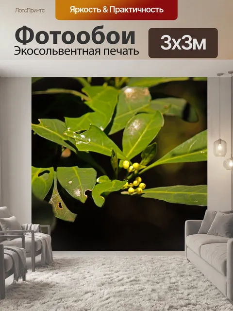 Фотообои близкий вид листьев в темном лесу
