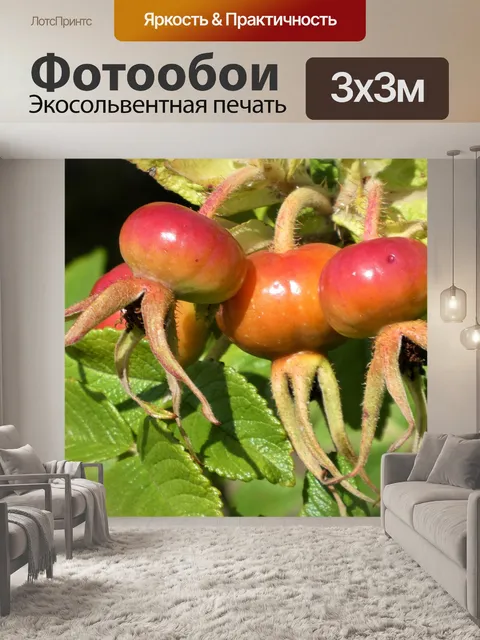 Фотообои Шиповник