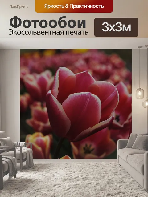 Фотообои Тюльпан