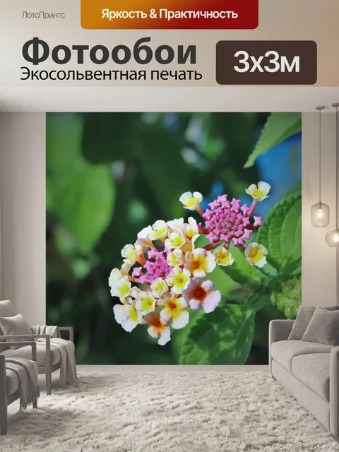 Фотообои Цветок