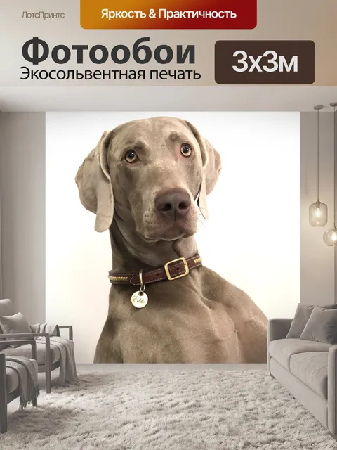 Фотообои Собака